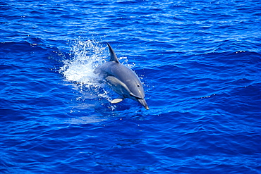 Australia, Common Dolphin (Delphinus delphis) leaps of water C1984