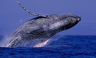 Hawaii, Underside Humpback Whale (Megaptera novaeangliae) breaching, clear blue sky background D1975