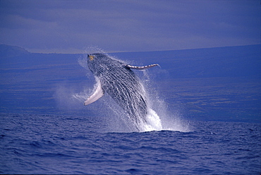 Hawaii, Underside breaching Humpback Whale (Megaptera novaeangliae) D1947