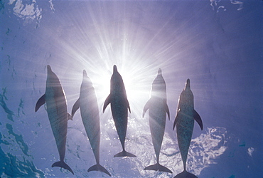 Caribbean, Little Bahama Bank, 5 Atlantic Spotted Dolphins silhouette sunburst surface (Stenella) D1923