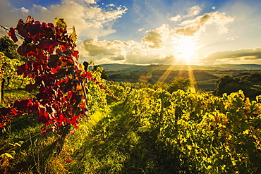 Wine grape vineyard; Ulignano, Tuscany, Italy