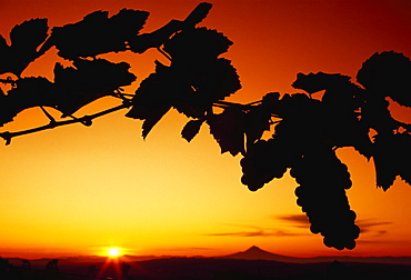 Agriculture - Wine grape vineyard, vines silhouetted by sunset / Willamette Valley, Oregon, USA.