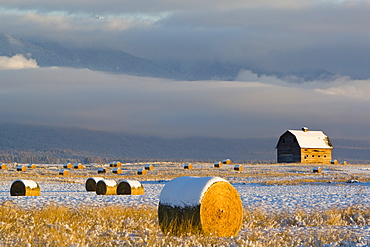 Agriculture - Round hay bales in the field with a rustic barn in the background just after a light snowstorm / Mission Valley, Montana, USA.