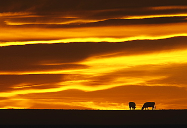 Livestock - Two beef cows silhouetted by the sunset graze on a pasture / near Choteau, Montana, USA.