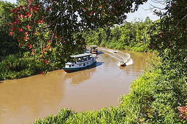 Klotok river boat on the Sekonyer River, Tanjung Puting National Park, Central Kalimantan, Borneo, Indonesia