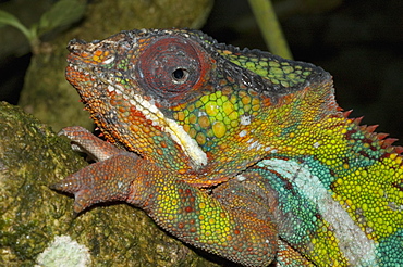 Panther Chameleon (Furcifer Pardalis), Marozevo, Toamasina Province, Madagascar