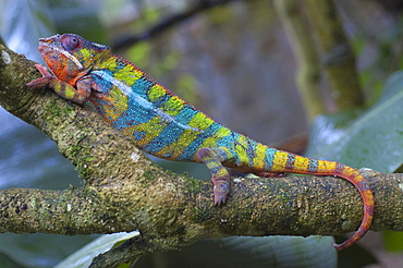 Panther Chameleon (Furcifer Pardalis), Marozevo, Toamasina Province, Madagascar