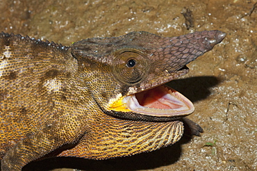 Lesser Chameleon (Furcifer Minor), Marozevo, Toamasina Province, Madagascar