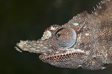 Lesser Chameleon (Furcifer Minor), Marozevo, Toamasina Province, Madagascar