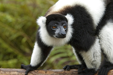 Ruffed Lemur (Varecia Variegata), Andasibe-Mantadia National Park, Toamasina Province, Madagascar