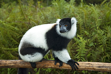 Ruffed Lemur (Varecia Variegata), Andasibe-Mantadia National Park, Toamasina Province, Madagascar