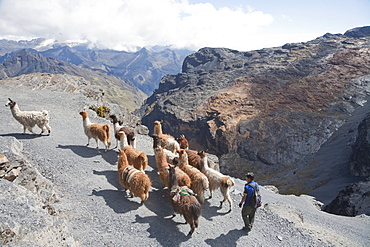 Aymara Boy Herding A Llama Train On The El Choro Pre-Columbian Road In The Cordillera Real, La Paz Department, Bolivia