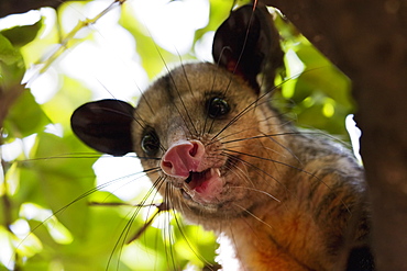 Opossum In A Tree, Guayaquil, Guayas, Ecuador