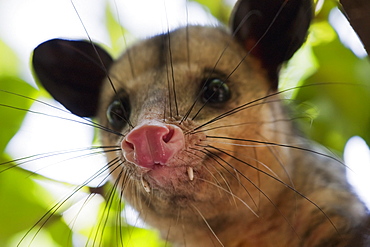 Opossum In A Tree, Guayaquil, Guayas, Ecuador