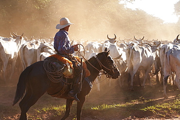 Bolivian Cowboys Herding Indo-Brazilian Cattle (Bos Indicus) In Rural Chiquitania, Santa Cruz Department, Bolivia