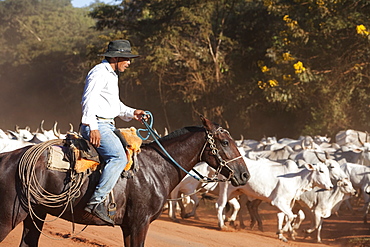 Bolivian Cowboys Herding Indo-Brazilian Cattle (Bos Indicus) In Rural Chiquitania, Santa Cruz Department, Bolivia