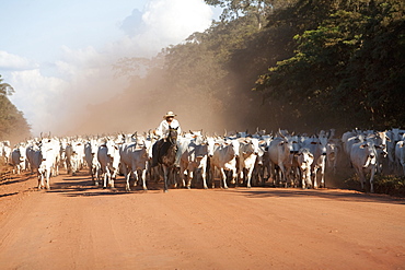 Bolivian Cowboys Herding Indo-Brazilian Cattle (Bos Indicus) In Rural Chiquitania, Santa Cruz Department, Bolivia