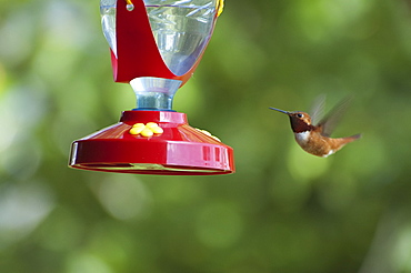 Rufous Hummingbird (Selasphorus Rufus), Lumby, British Columbia, Canada