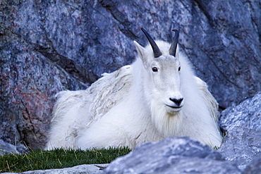 Mountain Goat (Oreamnos Americanus) At The Calgary Zoo, Calgary, Alberta, Canada