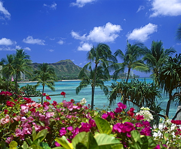 Hawaii, Oahu, Diamond Head, Palm Trees, Waikiki Beach, Colorful Pink Flowers, B1508