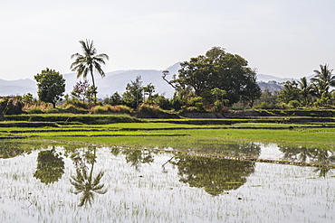 Rice field, near Manatuto, East Timor