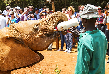 Worker bottle-feeding an orphaned African elephant (Loxodonta africana) at the Sheldrick Elephant Orphanage, Nairobi, Kenya