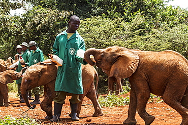 Worker bottle-feeding an orphaned African elephant (Loxodonta africana) at the Sheldrick Elephant Orphanage, Nairobi, Kenya