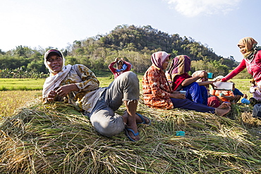 rice harvest Flores Island, East Nusa Tenggara, Indonesia