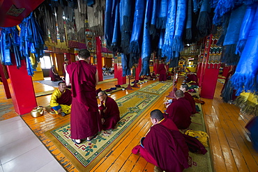 Buddhist monks in the Tashchoimphel Temple at the Gandan Monastery (Gandantegchinlen Khiid), Ulaanbaatar (Ulan Bator), Mongolia