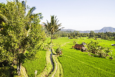 Rice fields in the valley of the Unda river, Sidemen, Bali, Indonesia