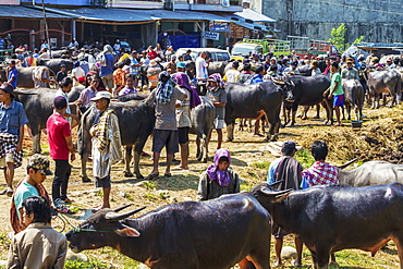 People and water buffaloes at the Bolu livestock market, Rantepao, Toraja Land, South Sulawesi, Indonesia