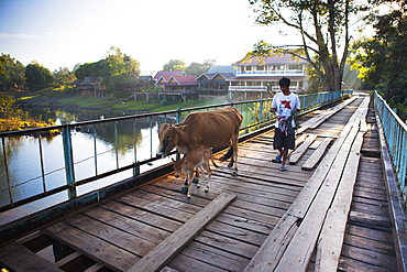 A local and his cow cross a bridge in this sleepy riverside town, Tad Lo, Laos