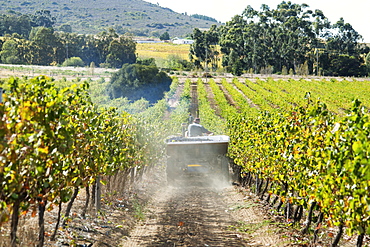 Wine grape harvest, Stellenbosch, Western Cape, South Africa