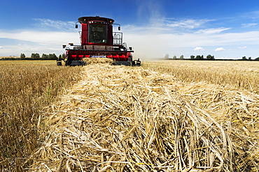 Combine harvesting a row of cut barley with blue sky and clouds, Acme, Alberta, Canada