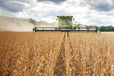 Soybean harvesting, Laytonsville, Maryland, United States of America