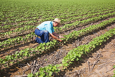 Crop consultant checking progress on no till cotton, approximately 10-12 leaf stage, following previous year's crop of corn, England, Arkansas, United States of America