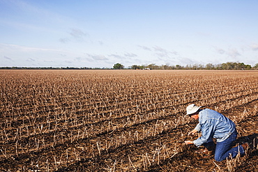 Grower (crop consultant) checks rotting corn crop debris in field of cotton stubble, England, Arkansas, United States of America