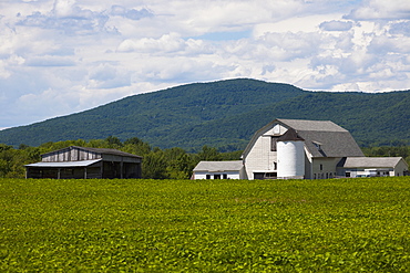 Barn and shed with soya bean field in foreground, Bromont, Quebec, Canada