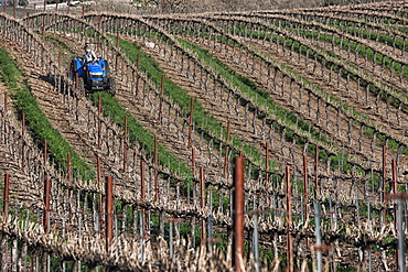 Mowing in a vineyard, Paso Robles, California, United States of America