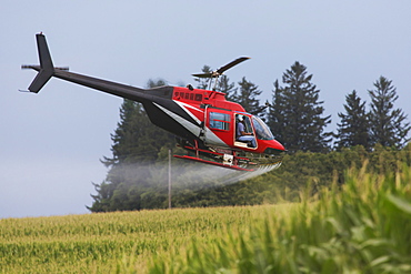 Crop dusting helicopter spraying a corn field, Iowa, United States of America