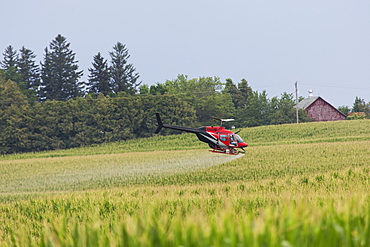 Crop dusting helicopter spraying a corn field, Iowa, United States of America