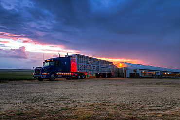 Livestock trailer backed up to a hog confinement building at dawn, near Edgewood, Iowa, United States of America