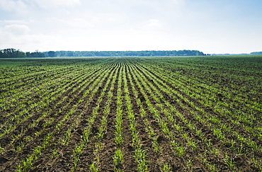 An early growth wheat field, near Anola, Manitoba, Canada