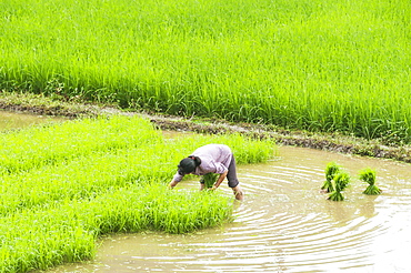 Rice fields and a farmer at work in a small village near to Wuyuan, Jiangxi province, China