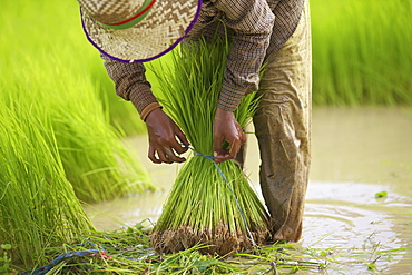 Transplanting rice, Battambang, Cambodia