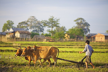 Bunong boys ploughing with Water Buffalo, Mondulkiri, Bangladesh