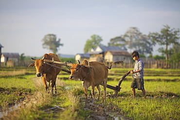 Bunong boys ploughing with Water Buffalo, Mondulkiri, Bangladesh