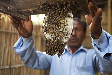 Beekeeper, Rangpur, Bangladesh