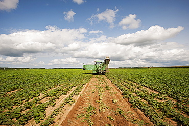 Cucumber harvesting, Preston, Maryland, United States of America