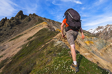 A backpacker climbs a steep ridge in the eastern Alaska Range near Whistler Creek; Alaska, United States of America